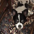 犬と幸せに暮らすた…