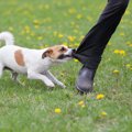 犬の『態度が悪い』…