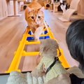 犬に『ジェットコー…