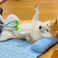 犬にマッサージした…