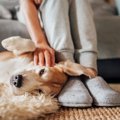 犬が『飼い主を頼っ…