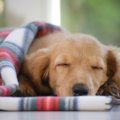 犬にとっての『夏』…