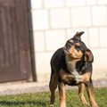 犬が『何度も頭を振…