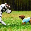 犬が喧嘩してしまう…