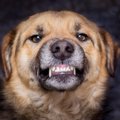 犬が飼い主のことを…
