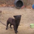 「放置子」犬の元に…