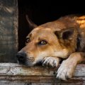 絶対に犬を外飼いし…