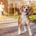 『残念な犬の飼い主…
