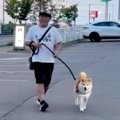 『犬が動かなくなっ…