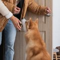 犬が飼い主の帰宅時…