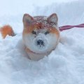 犬と『大雪の中』お…