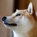 なぜ？犬が時々『ピ…