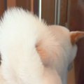 犬を置いて2階に行っ…
