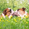 犬にも恋愛感情があ…
