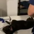 犬が金属を誤飲！通…