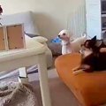 部屋で走り回ってい…