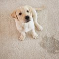 犬が『うれしょん』…