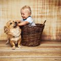 犬が『撫でても喜ば…