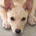 犬が『自信をなくし…
