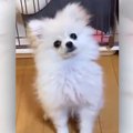 お散歩行く？返事を…