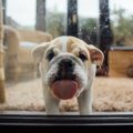 犬が窓ガラスを舐め…