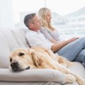犬が人に『お尻をぶ…