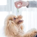 犬を飼いたいけど飼…