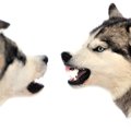 飼っている犬同士の…