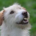 犬に対して使ってし…