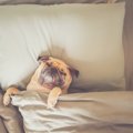 犬がベッドを使わず…