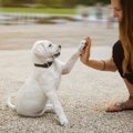 子犬しつけ教室はの…
