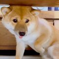 『雷が大嫌いな犬』…