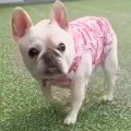 『犬がパパとママど…
