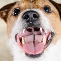犬が飼い主の『髪の…
