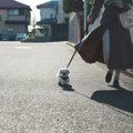 子犬を初めての散歩…