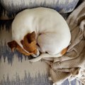 犬が『丸まって眠る…