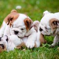 犬には「好きな犬」…
