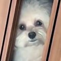 犬が廊下にいるのに…