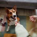 犬の『集中力』を高…