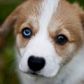 オッドアイの犬が生…