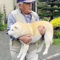 『柴犬大好きおじい…