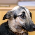 地震から愛犬を守る…
