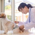 老犬がお漏らしをし…