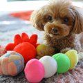 犬が好む『おもちゃ…
