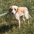 犬が『この人嫌い』…