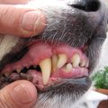 犬の歯茎が白い！色…