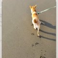 砂浜に刻まれる足跡…