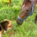 3頭の馬に囲まれた犬…