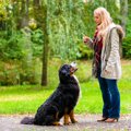 犬のしつけで使うジ…