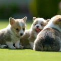 犬の性格診断の方法について詳しいやり方から結果までご紹介！